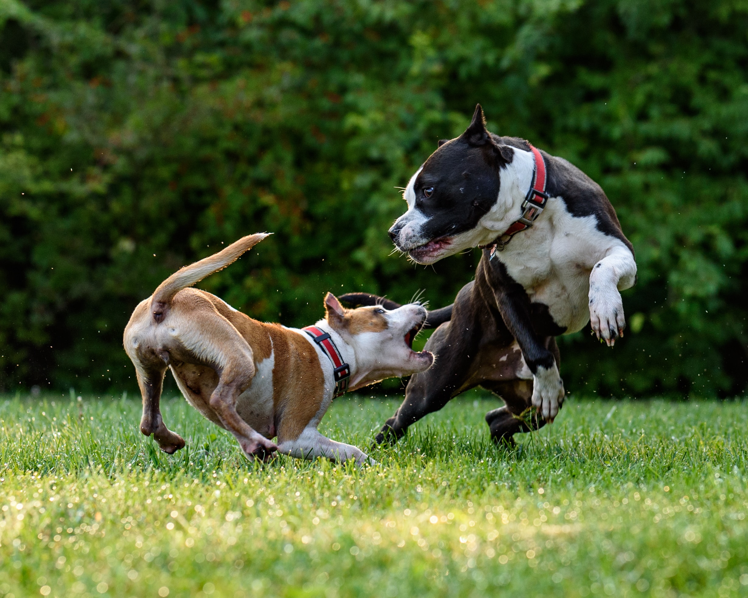 je staffordshire bull terijer opasan pas